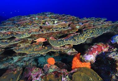 Flower_Garden_Banks_National_Marine_Sanctuary_coral_crest