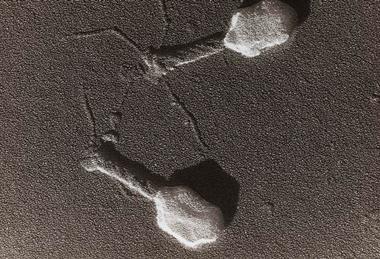 Bacteriophage