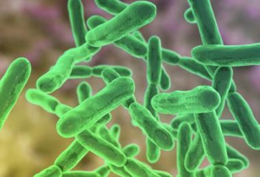 Bifidobacteria