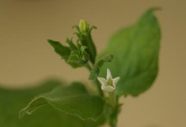 Nicotiana_benthamiana_flower