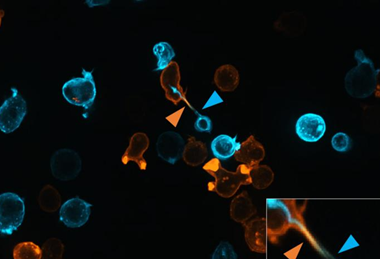 Low-Res_nanotube 3
