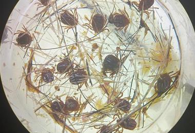 Low-Res_Adult ticks attached and feeding on the membrane surface - Credit Dr Abdul Ghafar, University of Melbourne