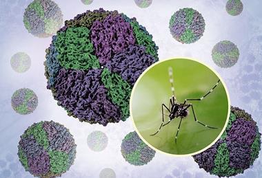 Dengue Virions