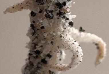 Low-Res_4_chickpea (3)