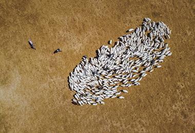 Herding_sheep353_(edited)