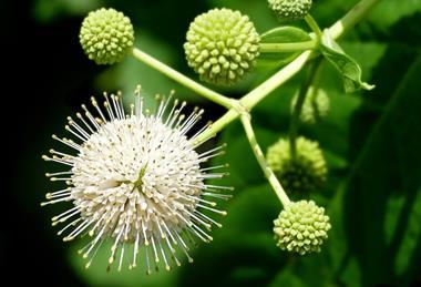 Buttonbush_--_Cephalanthus_occidentalis