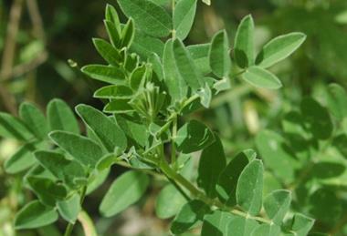 Astragalus_membranaceus