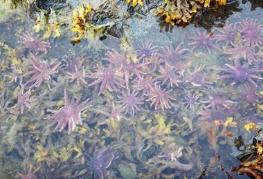 Sunflower_sea_stars_in_an_Alaskan_intertidal_area._(2d7f9806-a3b5-abd1-9b95-2da866aa90e2)