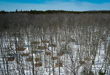 Low-Res_HarvardForest