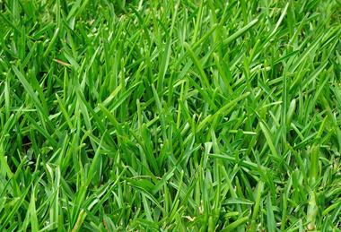 grass-375586_1280