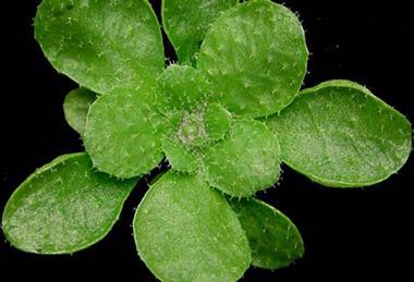 Arabidopsis_thaliana_rosette