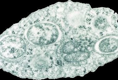 960px-Wolbachia