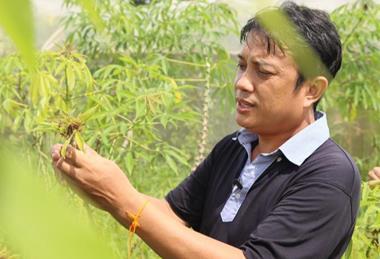 Low-Res_comparing cassava plants affected by witches broom laos alie