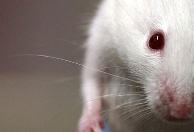 Lab_mouse_mg_3135