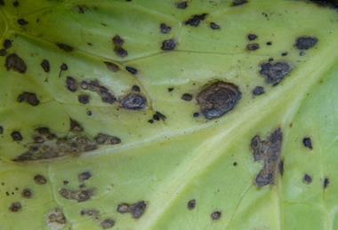 Turnip_yellow_mosaic_virus