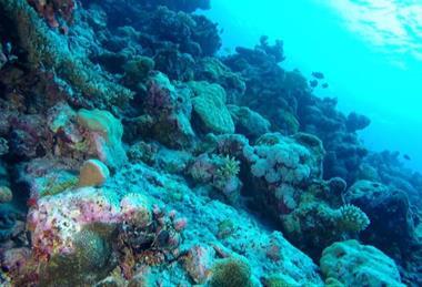 Low-Res_Dive22_Egmont_40m_March2020_2