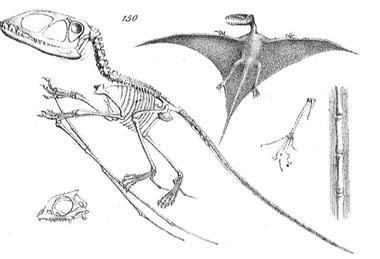 Chapman,_Evolution_of_Life_Figs_148-150