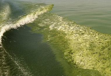 Algal_bloom_in_Lake_Erie_(8740853887)