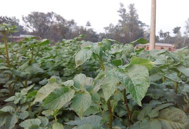 Solanum_tuberosum_03_03_16