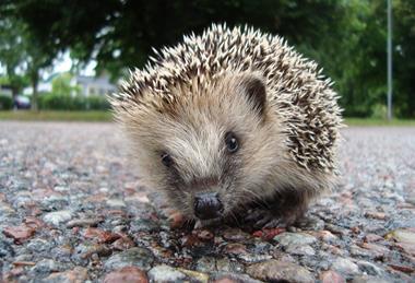 Erinaceus_europaeus_in_Avesta_08