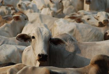 Cattle_in_Pará