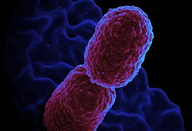 Klebsiella_pneumoniae_Bacterium_(13383468143)