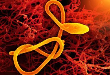 Ebola_Virus_(52466947587)