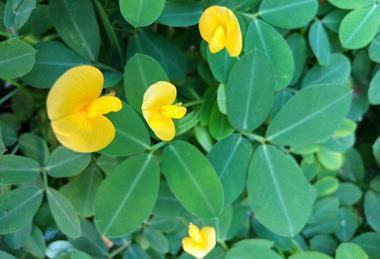 Arachis_pintoi_-_Flower