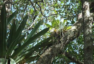 Atlantic_forest,_northeastern_Bahia,_Brazil_(6920320111)