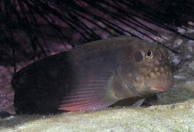 Red-lipped_Blenny_-_Ophioblennius_atlanticus