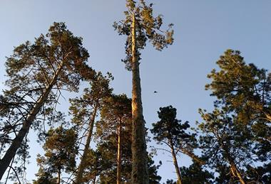 Pinus_sylvestris_in_Almaty_Botanical_Garden