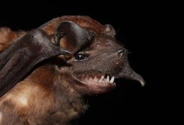 Low-Res_Bat_IMG_19061_16-9