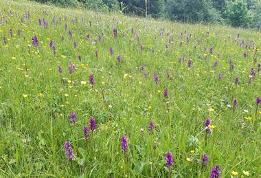 Orchids_on_Alpine_meadows