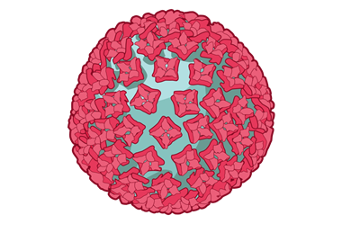 Hantavirus_(NIH_BioArt_682_-_782282).svgz