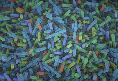 Low-Res_Bacteria_in_the_gut