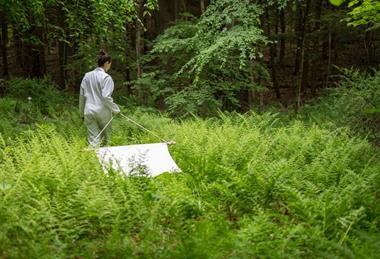 Low-Res_Dornith Doherty_Deanna DePietro dragging for ticks01