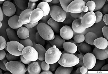 Saccharomyces_cerevisiae_SEM