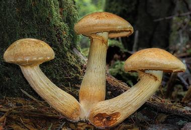 Gymnopilus_viridans_(Murrill)_Hesler_363906