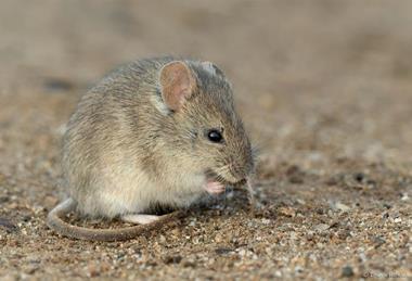 Low-Res_Drylands vesper mouse argentina CC BY-NC, Ignacio_Hernandez