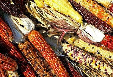 corn