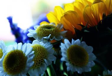 Cut_flowers_(3855582924)