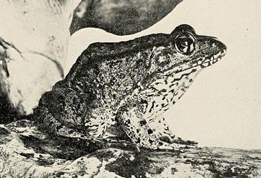 Aquatic_life_(1916-1917)_(19124864694)