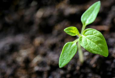 pexels-asphotography-1002703