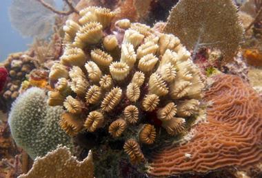 Caribbean_Coral_(19139905)