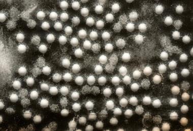 Polioviruses
