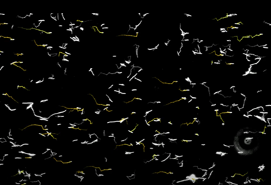 dancing bacteria