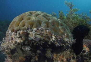 Low-Res_corals