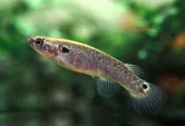 K._marmoratus_Guadeloupe