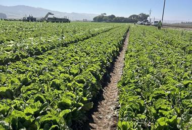 Low-Res_leafy greens field