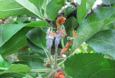 Low-Res_Figure-2.-Blossom-symptoms-17-days-after-infection.-Photo-credit-Tianna-DuPont-WSU-Extension-4to6-1